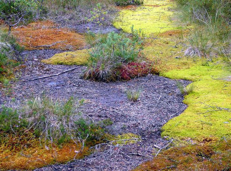 peat bog