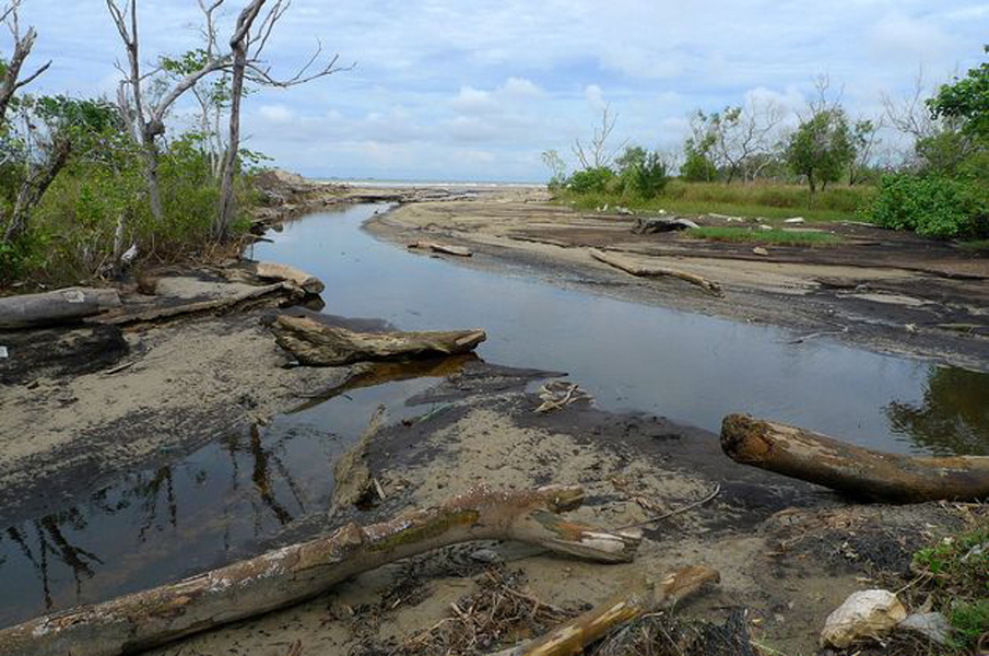 形成途径有水域沼泽泥炭化和陆地沼泽泥炭化. /p>