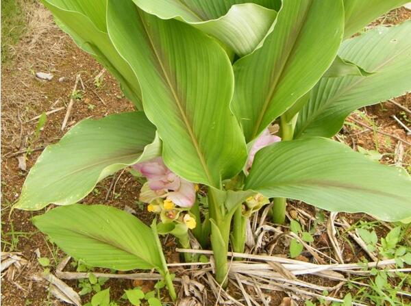 川郁金