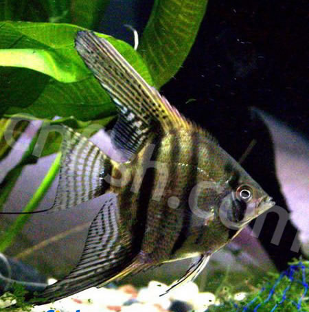  p data-id="gn8lsnk94d">斑马神仙(zebra angelfish),是一种观赏鱼.