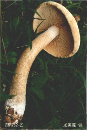凸顶大白口蘑