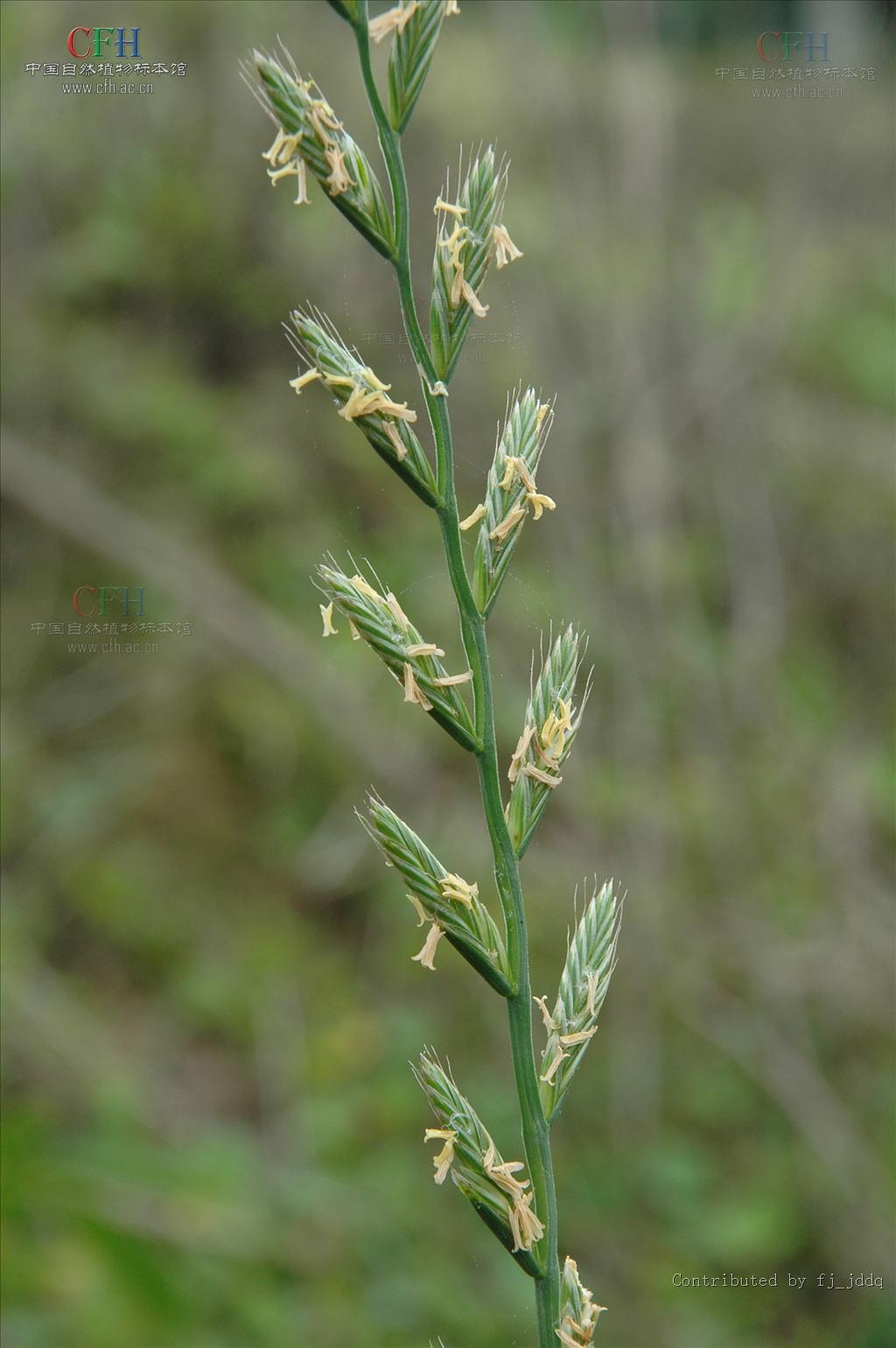  p>黑麦草(学名: i>lolium perenne /i> l.