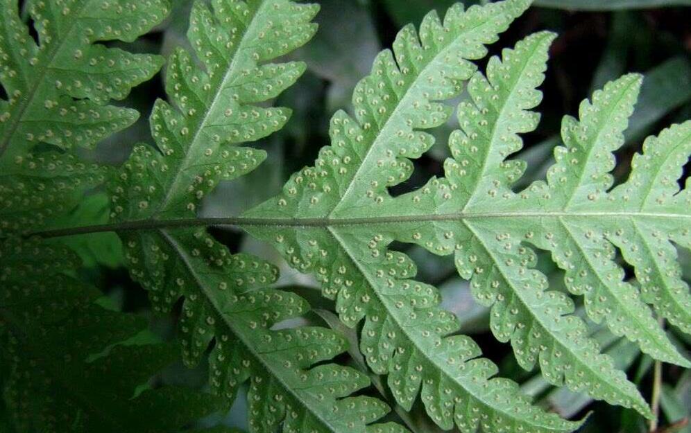  p>凸轴蕨属(学名:metathelypteris (h.