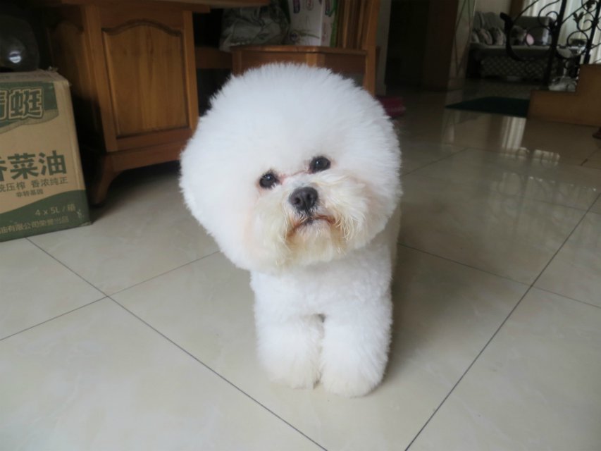  p>比熊犬(法语:bichon frisé,意指"白色 a target="_blank" href="