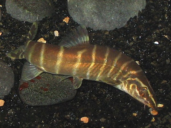  p>中华沙鳅(学名: i>sinibotia superciliaris /i>)是鳅科沙鳅属的一