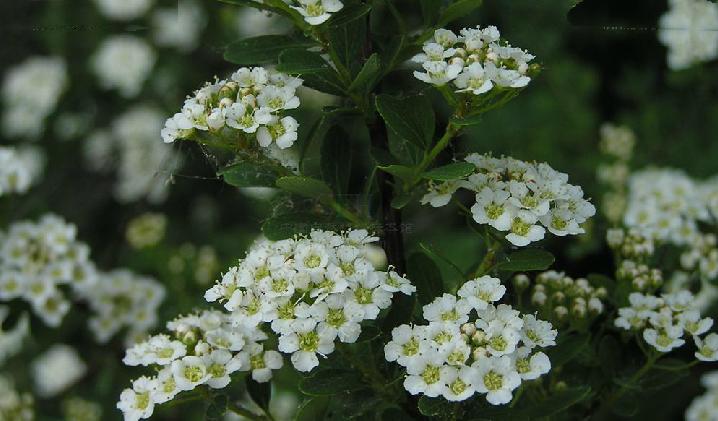  p>蒙古绣线菊(学名: i>spiraea mongolica /i> maxim.