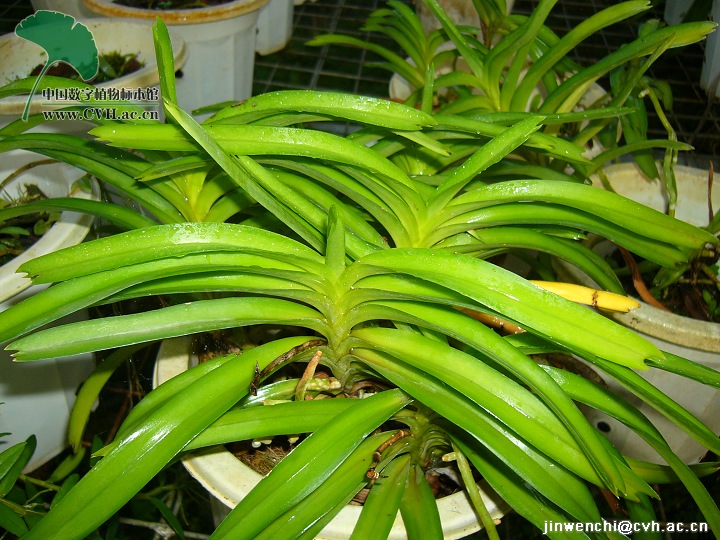 vanda pumila hook.f.