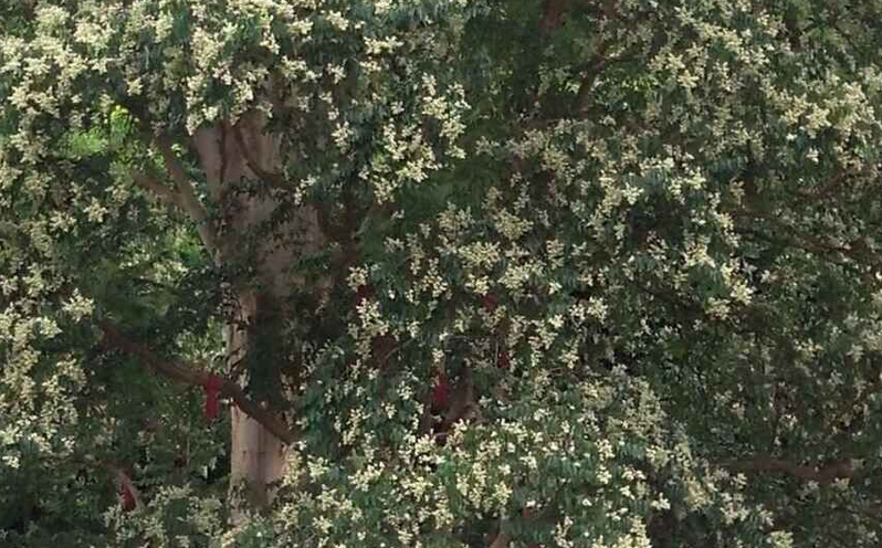  p>川黔紫薇(学名: i>lagerstroemia excelsa /i> (dode) chun)是