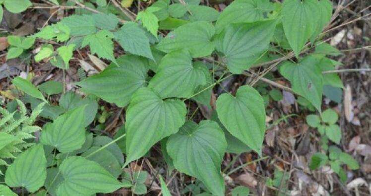  p>纤细薯蓣(学名:dioscorea gracillima miq),为 a target="_blank"