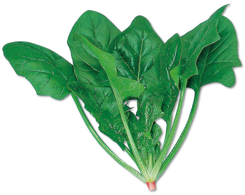 日本大叶菠菜