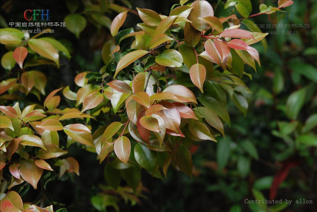  p>五列木科(pentaphylacaceaeengl)科名:恩格勒126 ,哈钦松108a ,属 