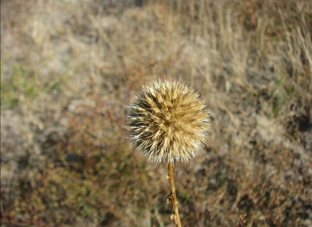 蓝刺头(禹州漏芦)