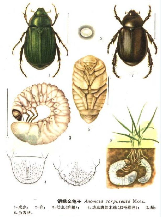 anomala corpulenta motschulsky