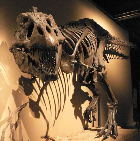 马鬃龙(equijubus)