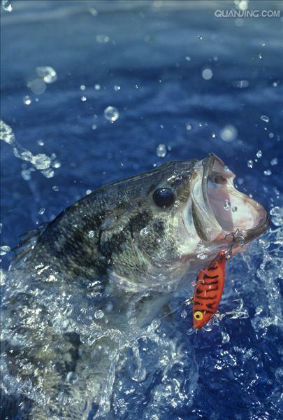  p>大口黑鲈(学名: i>micropterus salmoides /i>)是太阳鱼科,黑鲈属