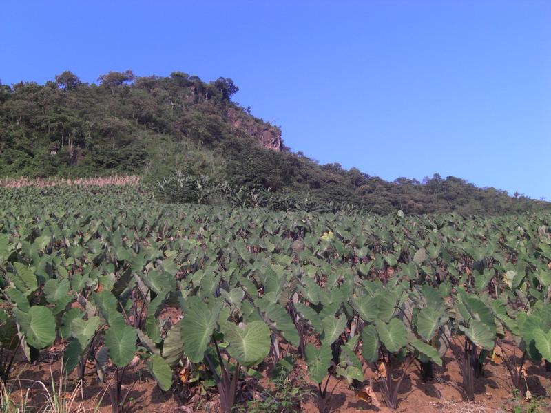  p>莲花滩乡,隶属于云南省红河哈尼族彝族自治州河口瑶族自治县,地处 