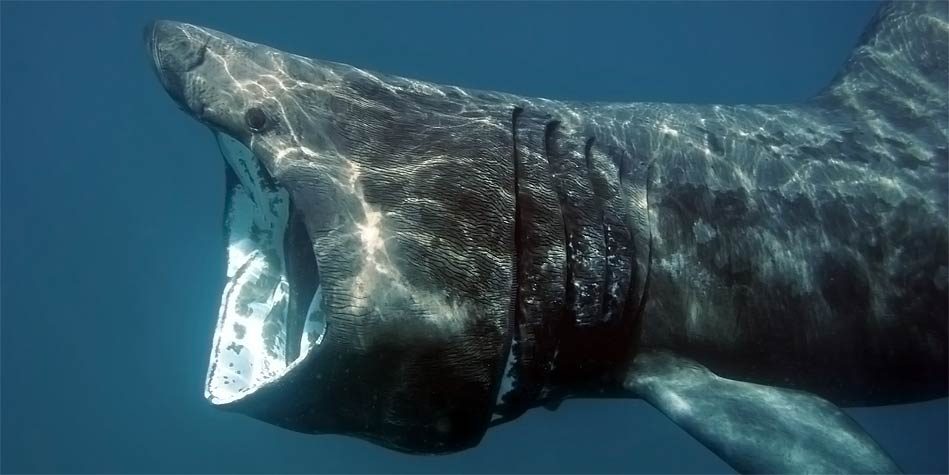 cetorhinus maximus(gunner)