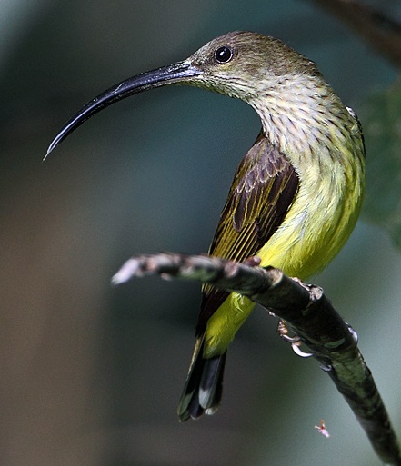 72j3eb1p">西刺莺:西刺莺(dasyornis longirostris),又名长尾刺鸟或 a