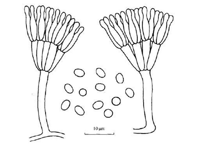  p>桧状青霉,本种在 ca 和 cya 上的菌藩边缘通常生长稀薄, 而在 37
