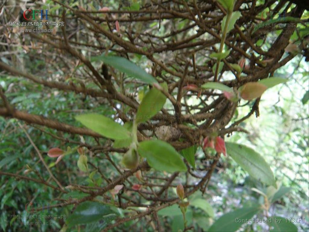 p>桑寄生(学名:taxillus sutchuenensis (lecomte) danser),别称桃树