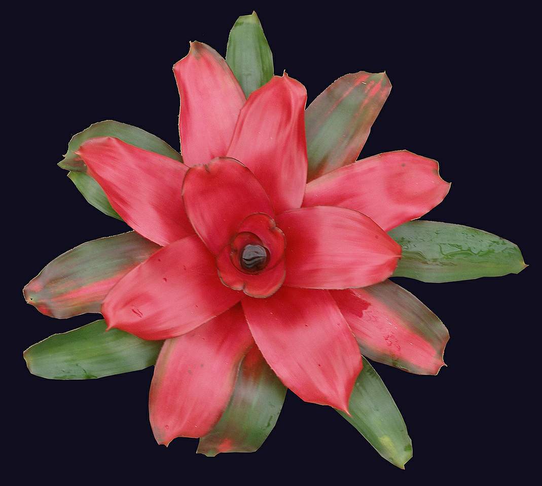 粉纱同心彩叶凤梨