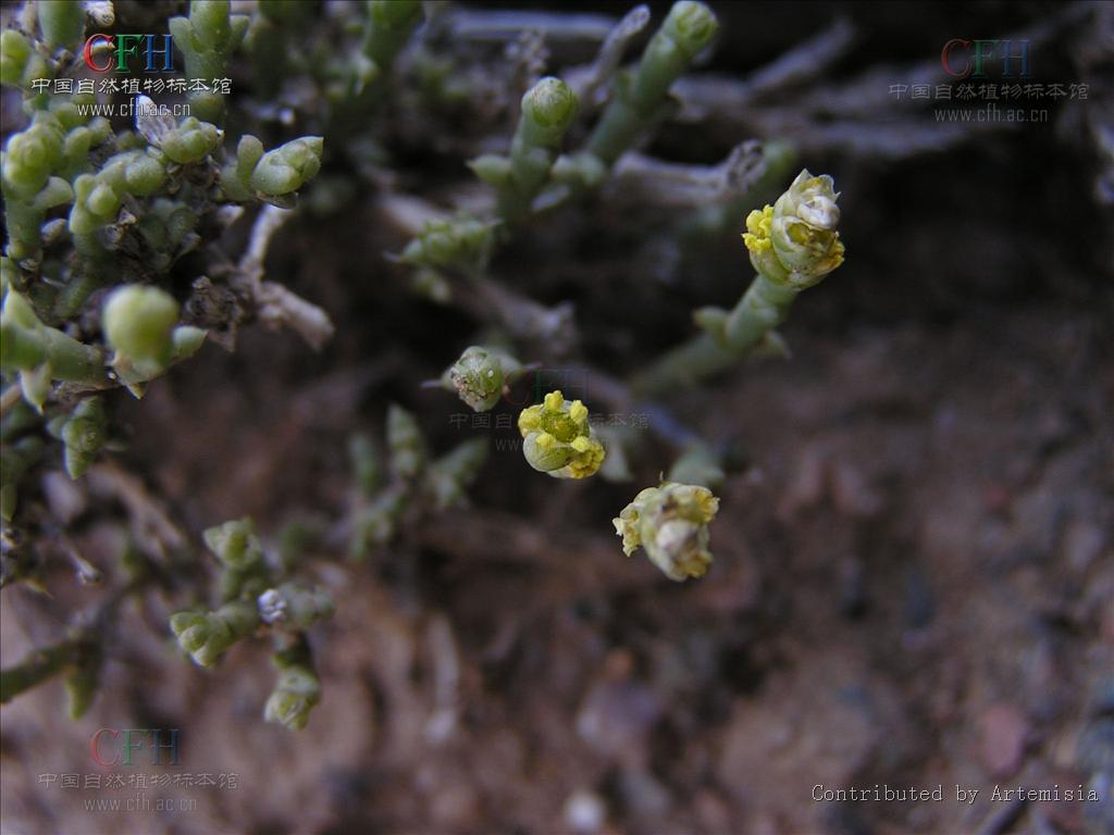  p> a href="#" data-lemmaid="3343149">假木贼属 /a>( anabasis l .