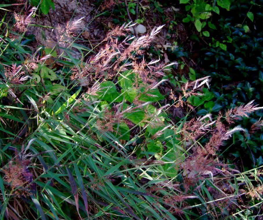  p>糖蜜草(学名: i>melinis /i>  i>minutiflora /i> p.beauv.