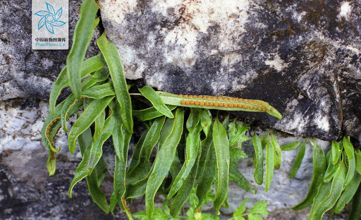 >(学名: b> i>lepisorus likiangensis /i> /b>)是水龙骨科瓦韦属植物