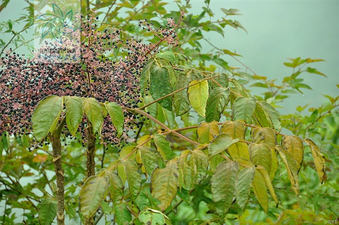 p>头序楤木(学名:aralia dasyphylla miq), a