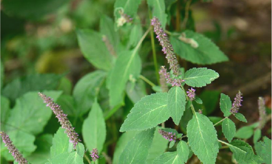 为唇形科植物黑刺蕊草 i>pogostemon nigrescens /i> dunn的全草.