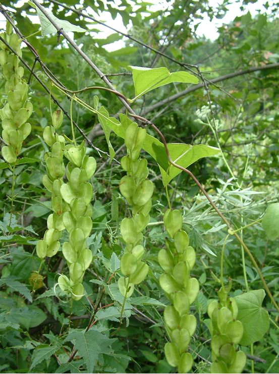  p>薯蓣科( dioscoreaceae) 属被子植物门单子叶植物纲百合目(统),在
