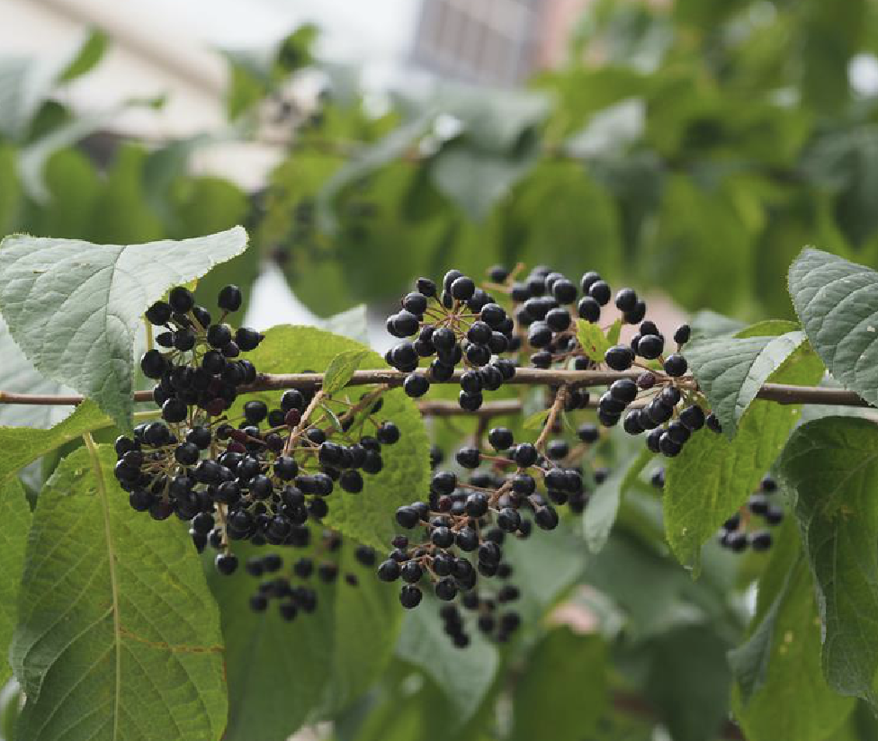  p data-id="tbaefov3ju8t">斑叶稠李( i>prunus maackii /i> rupr.