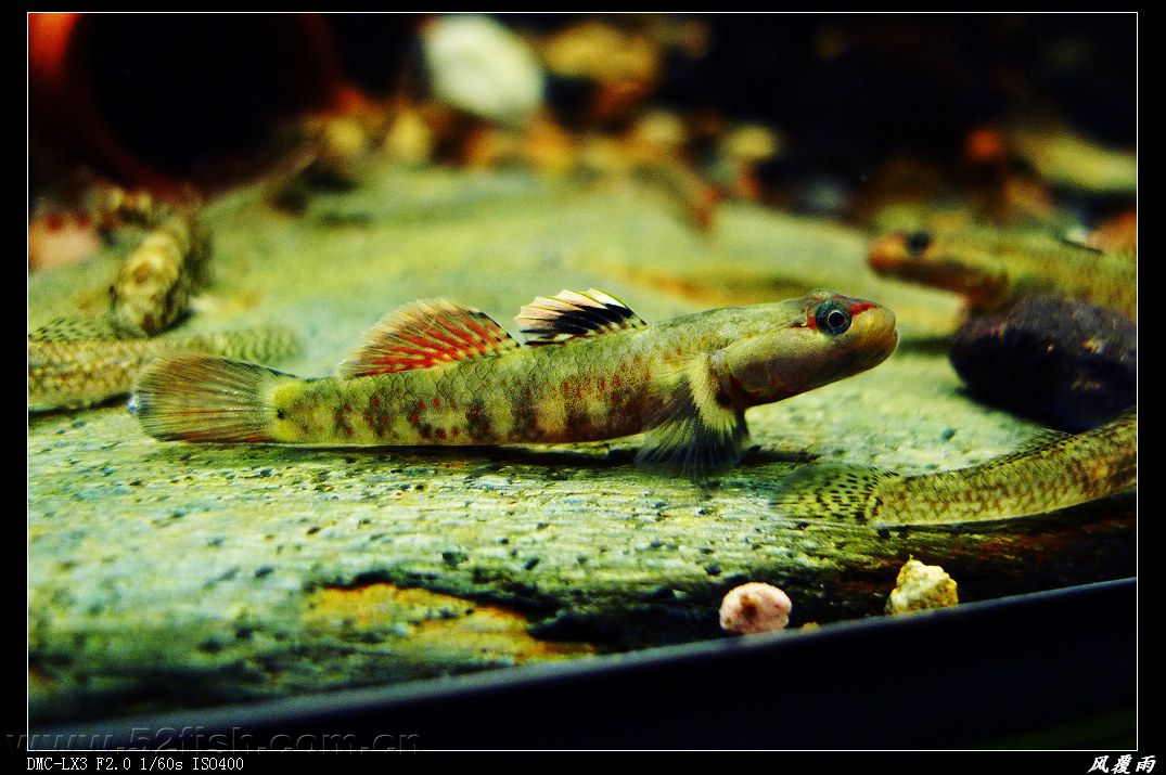  p data-id="gnbis8463o">溪吻虾虎是一种十分漂亮的虾虎鱼.