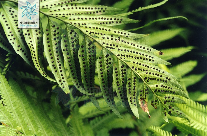  p>镰羽黔蕨(phanerophlebiopsis falcata ching) /p>