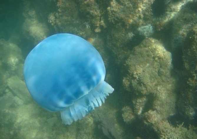  p>沙海蜇是钵水母纲旗口水母目的一种水母,成体伞径25-60厘米,最大近