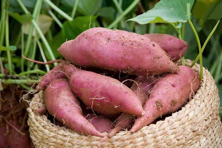  p>泗水地瓜,山东省济宁市 a target="_blank" href="/item/泗水县