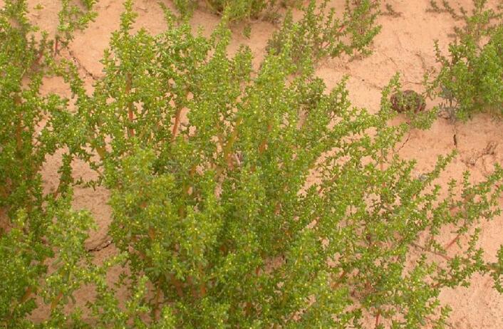  p>白茎盐生草(学名: i>halogeton arachnoideus /i> moq.