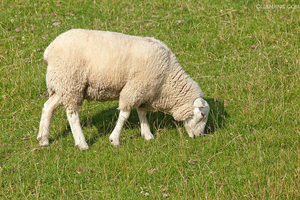 东方弗里斯兰绵羊