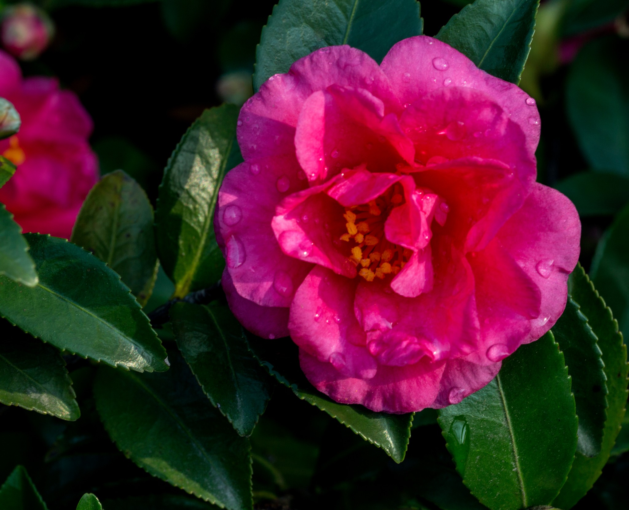  p>茶梅(学名: i>camellia sasanqua /i> thunb.