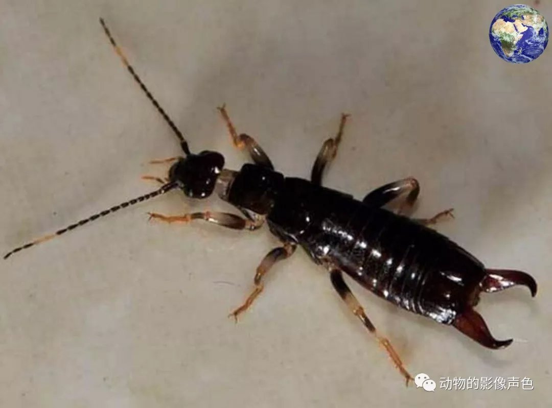 用虫子捕杀虫子 人类驯化了一种 剪刀虫 可以捕杀四十八种害虫 百科ta说