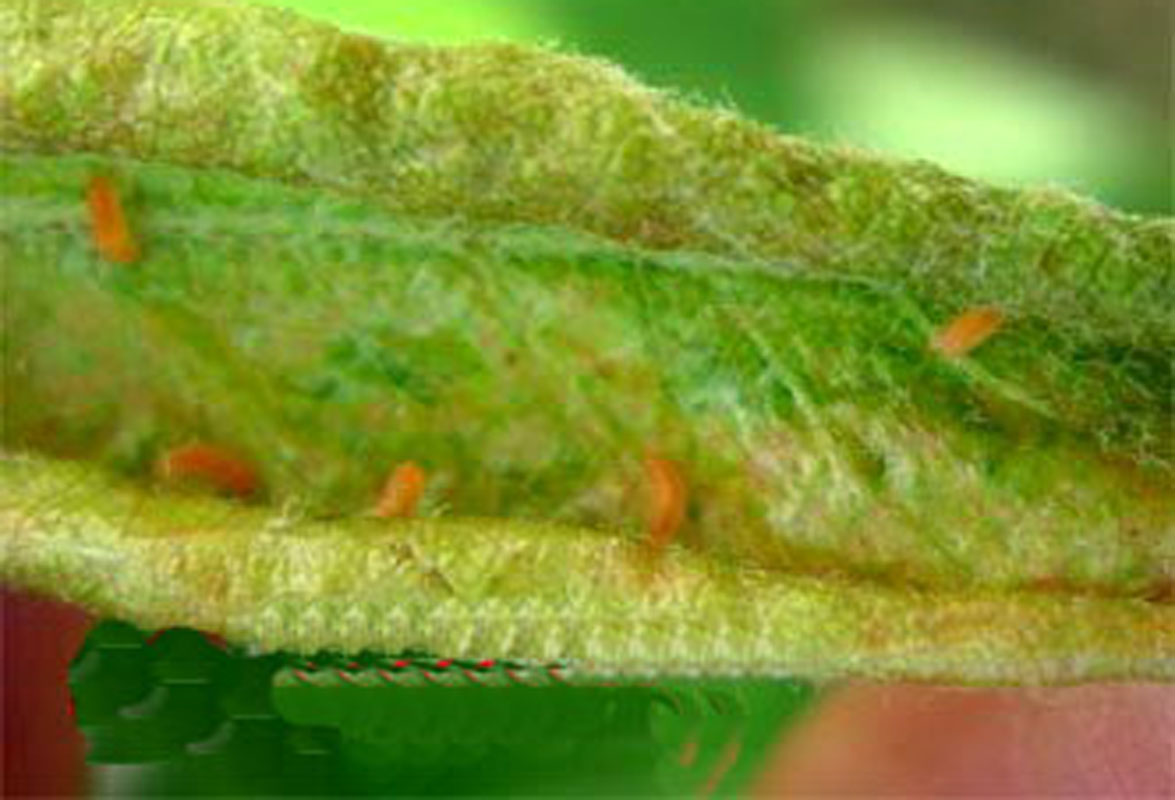  p>昆虫名,为双翅目,瘿蚊科.寄主是梨树.