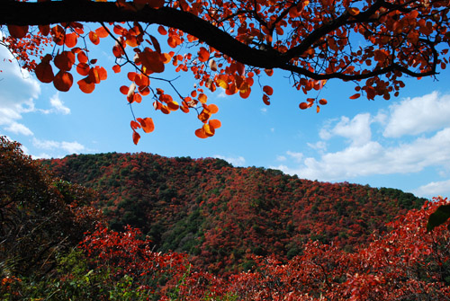 河南甘山国家森林公园