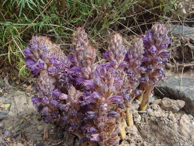  p>列当(拉丁文名: i>orobanche coerulescens /i> steph),别名 a