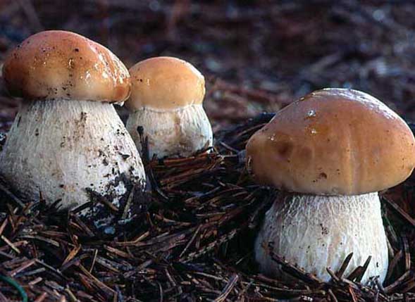 东北牛肝菌