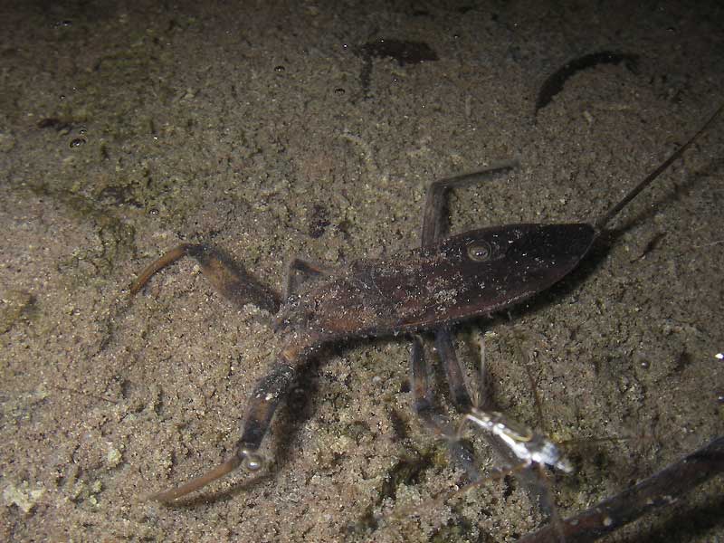  p>学名 a target="_blank" href="/item/蝎蝽/10015880" data-lemma