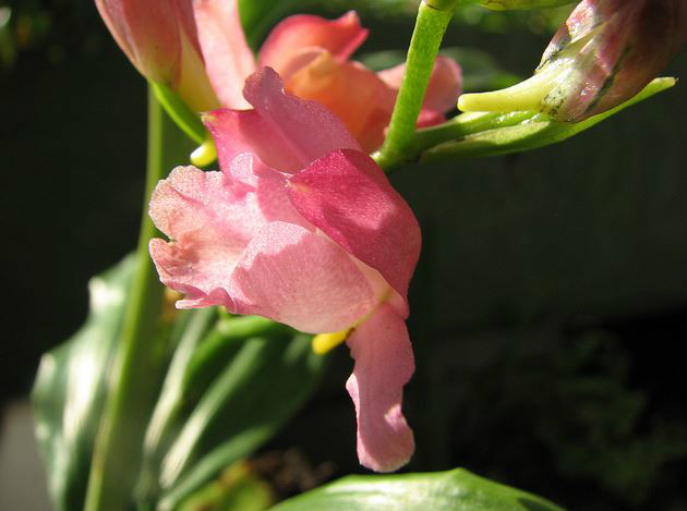  p>紫花鹤顶兰(学名: i>phaius mishmensis /i>  (lindl.et paxt.