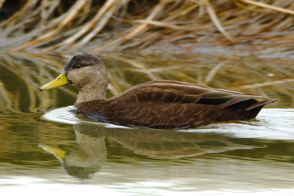  p>北美黑鸭(学名:anas rubripes)属鸭科鸭属中型 a href="#" data
