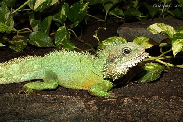  i>physignathus cocincinus /i>)是鬣蜥科,长鬣蜥属爬行动物