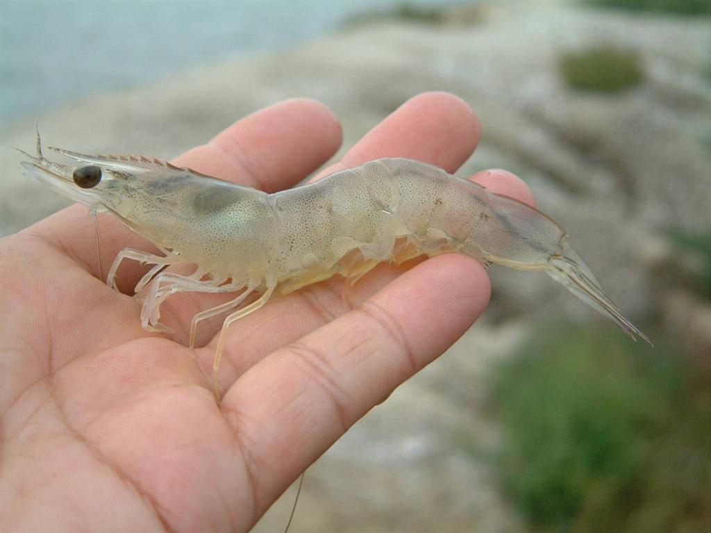 data-lemmaid="15608784">对虾科 /a>,与著名的海产对虾亲缘很近,也被