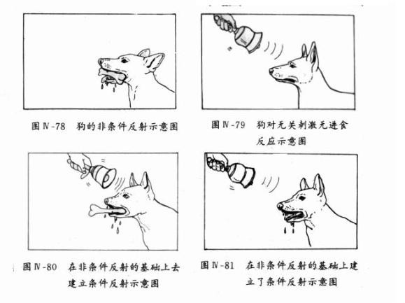 巴普洛夫条件反射